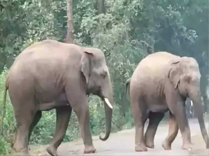 ​हाथियों के लिए जा रहा है खाना​