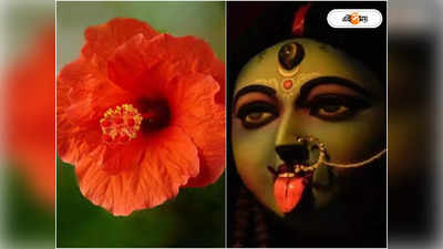 Kali Puja Flower Price Hike : কালী পুজোয় দাম বাড়বে জবার, শঙ্কার ডঙ্কা বাজিয়ে দিলেন ফুল চাষি ও ব্যবসায়ীরা