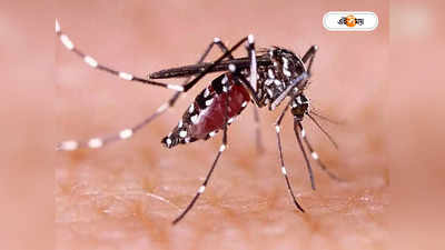 Dengue Fever : দেশে লাখ, রাজ্যে আক্রান্ত ৯০ হাজার: ডেঙ্গিতে বাংলাই শীর্ষে