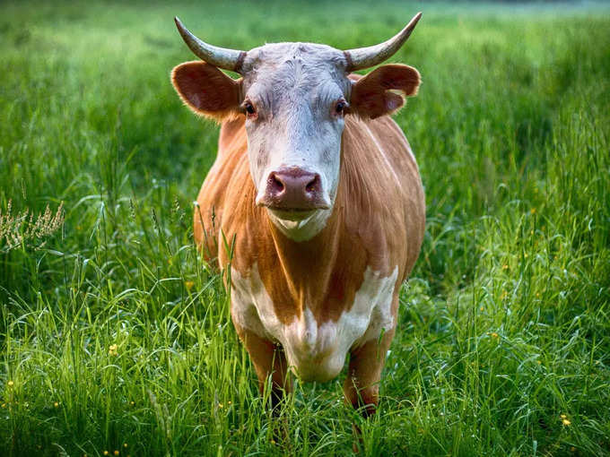 Cow