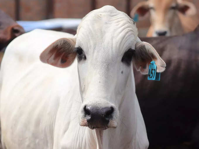 Puja To Cow