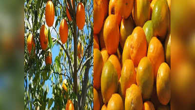 संत्रा उत्पादकांसाठी महत्वाची बातमी! आधुनिक संत्रा प्रक्रिया केंद्रे उभारणार; राज्य सरकारचा मोठा निर्णय
