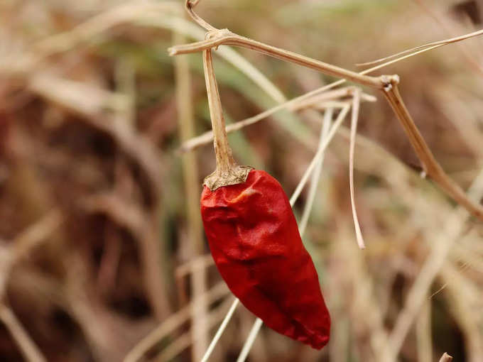 Red Chilli