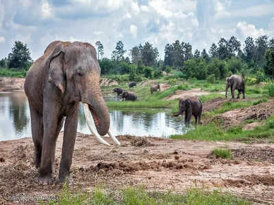 केरल: 28 साल की जेल के बाद बाहर निकले हाथी ने महावत को पटक-पटकर मार डाला