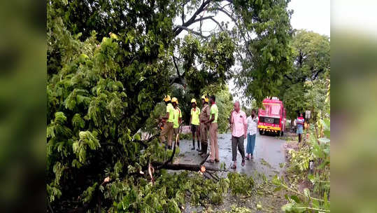 நெல்லையில் விடிய விடிய பெய்த கனமழை! பழமையான மரம் வேரோடு சாய்ந்து மின்சாரம், போக்குவரத்து தடை!