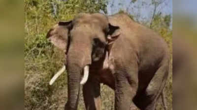 Human-Elephant Conflict |ಕಡಬದಲ್ಲಿ ಹೆಚ್ಚುತ್ತಿದೆ ಕಾಡಾನೆ ಹಾವಳಿ; ಒಂದೇ ವರ್ಷದಲ್ಲಿ ನಾಲ್ಕು ಮಂದಿ ಬಲಿ