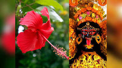 Kali Puja 2023: মা কালীর অতি প্রিয় লাল জবা, এই গাছ বাড়িতে থাকলে আসবে সুখ সমৃদ্ধির জোয়ার