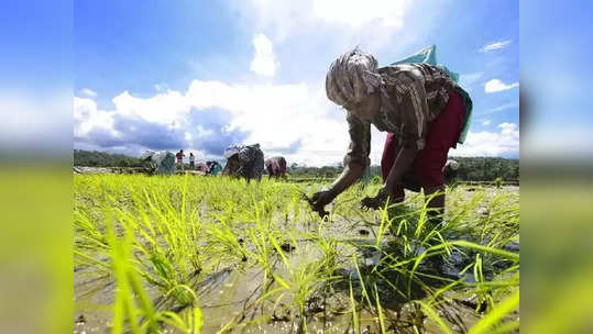 பிரதம மந்திரி பயிர்க் காப்பீடு... விவசாயிகளுக்கு காஞ்சி கலெக்டர்  முக்கிய வேண்டுக்கோள்