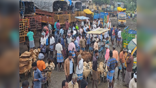 தீபாவளி பண்டிகை 2023; விழுப்புரம் செஞ்சி வார சந்தையில் ஆடுகள் விற்பனை படுஜோர்!