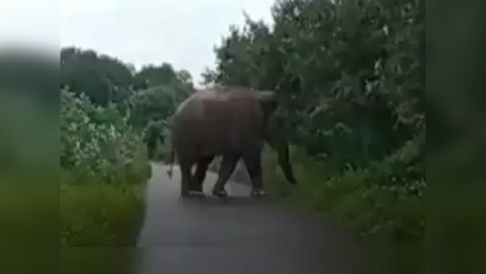 சுற்றி திரியும் ஒற்றைக் காட்டு யானை; திண்டுக்கல் கொடைக்கானல் மக்கள் பீதி!