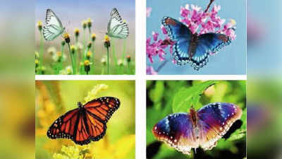 पेंचमध्ये फुलपाखरांच्या तब्बल १४६ प्रजातींची नोंद, १५ राज्यांतील सर्वेक्षकांचा समावेश