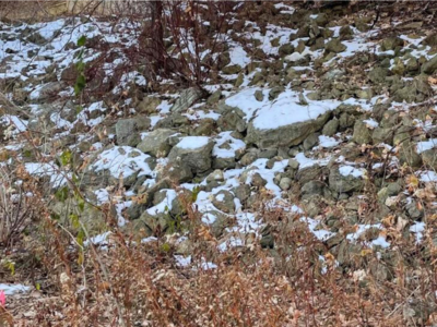 Optical Illusion: बर्फ के ढंके पत्थरों पर कहीं छिपी बैठी है गिलहरी, आपको दिखी क्या?
