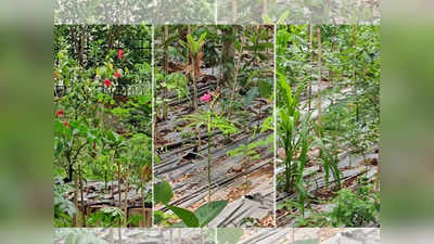 कामा रुग्णालयात आता दुसरं मियावाकी जंगल; ७ हजार चौरस फुटांवर १५०० झाडं लावली जाणार