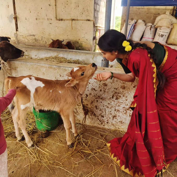 ಗೋವುಗಳನ್ನು ಮುದ್ದು ಮಾಡಿದ ಅಶ್ವಿನಿ 