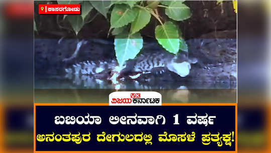 kasargod crocodile seen at ananthapura lake anantapadmanabha temple year after babiyas death devotees rush