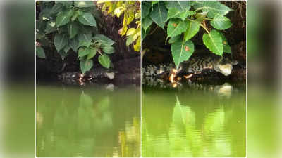 New Crocodile Ananthapura Lake Temple: അത് ബബിയയുടെ പിന്‍ഗാമി തന്നെ; അനന്തപത്മനാഭ ക്ഷേത്രക്കുളത്തില്‍ ഇന്നു വീണ്ടും മുതലയെ കണ്ടു, വീഡിയോ കാണാം