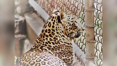Leopard Trapped: കോഴിക്കൂട്ടില്‍ പുലി കുടുങ്ങി; സംഭവം വയനാട്ടില്‍