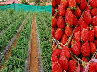 Pune News: भीमाशंकरला होणार स्ट्रॉबेरीचे क्लस्टर; शेतकऱ्यांना मोठी संधी, सरकारकडून ५० हजारांचं अनुदान