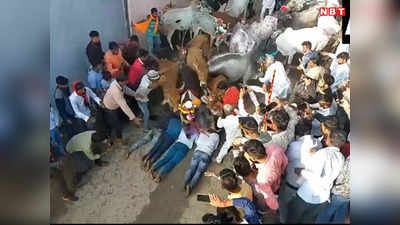 Ujjain News: क्या है गाय-गौरी पूजा? मन्नत पूरी होने पर दिवाली के दूसरे दिन मन्नतधारियों के ऊपर से गुजरती है गायें