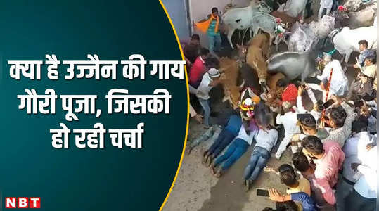 Ujjain News: उज्जैन की पारंपरिक पर्व गाय गौरी पूजा का वीडियो वायरल, युवकों के ऊपर से गुजरी गायें