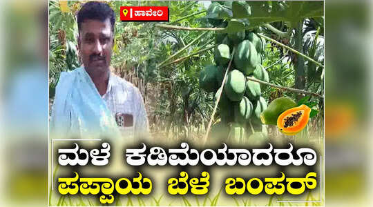 ಅಡಿಕೆ ಗಿಡಗಳ ನಡುವೆ ಪಪ್ಪಾಯ ಬೆಳೆದ ರೈತ, ಬರದಲ್ಲೂ ಲಾಭದ ನಿರೀಕ್ಷೆ