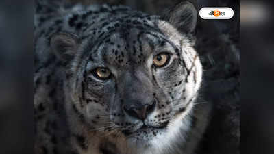Snow Leopard : দার্জিলিং চিড়িয়াখানায় চোখের অপারেশন স্নো লেপার্ড শাবকের