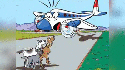 गोवा एयरपोर्ट के रनवे पर आया कुत्ता, पैसेंजर्स को लेकर वापस लौटी बेंगलुरु की फ्लाइट, 4 घंटे तक फंसे रहे यात्री