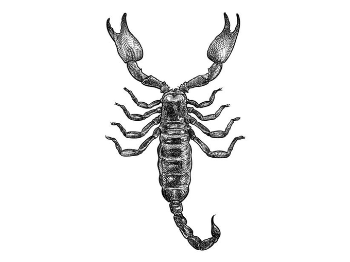 Scorpio