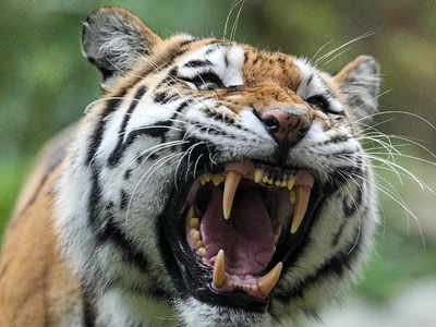 कॉर्बेट की ढिकाला रेंज में बाघ के हमले में वन श्रमिक की मौत, पर्यटकों के लिए खोलने की चल रही थी तैयारी