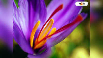 Saffron Cultivation : বাংলার মাটিতেও জাফরান চাষ? উত্তরবঙ্গ বিশ্ববিদ্যালয়ের যুগান্তকারী সাফল্য