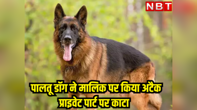 राजस्थान : कुत्तों की लड़ाई छुड़ाना मालिक के लिए बना मुसीबत, प्राइवेट पार्ट काट गया पालतू डॉग