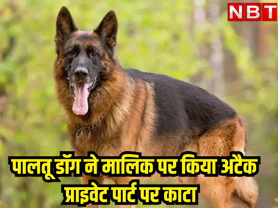 राजस्थान : कुत्तों की लड़ाई छुड़ाना मालिक के लिए बना मुसीबत, प्राइवेट पार्ट काट गया पालतू डॉग