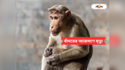Monkey Attack in Gujarat: নখের আঁচড়ে চামড়া ফালাফালা, পেট চিরে বেরিয়ে এল অন্ত্র! বাঁদরের আক্রমণে বালকের মৃত্যু