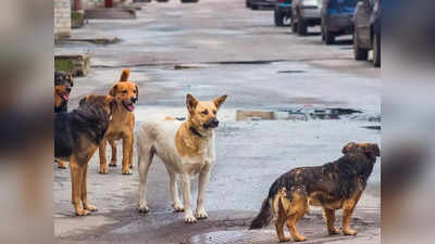 कुत्र्याच्या प्रत्येक चाव्यासाठी १० हजारांची भरपाई द्या! हायकोर्टाचा राज्य सरकारला आदेश