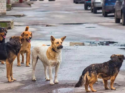कुत्र्याच्या प्रत्येक चाव्यासाठी १० हजारांची भरपाई द्या! हायकोर्टाचा राज्य सरकारला आदेश