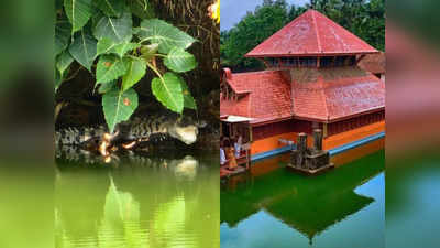 Ananthapura Temple New Crocodile: ബബിയയുടെ പിൻഗാമിക്ക് എന്ത് പേര് നൽകും? ക്ഷേത്രത്തിൽ ആലോചന; മുതലയെ കാണാൻ ഭക്തജനപ്രവാഹം