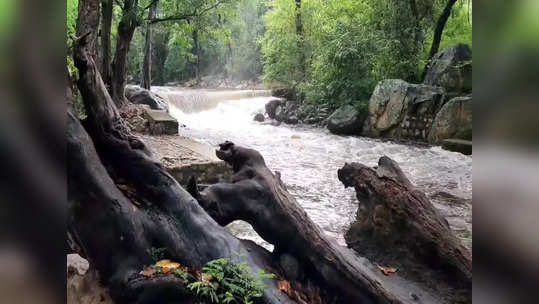 களக்காடு மேற்கு தொடர்ச்சி மலையில் தொடர்மழை! தலையணையில் ​சுற்றுலா பயணிகள் குளிக்க தடை!