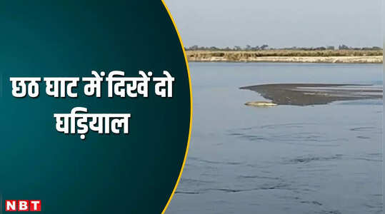 Chhath Puja 2023: गंडक नदी में खतरनाक जलीय जीव मिलने से सनसनी, छठ पूजा के पहले गोपालगंज के डुमरिया घाट में दिखे दो मगरमच्छ