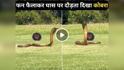 Cobra Ka Video: गोल्फ कोर्स में फन फैलाकर दौड़ते दिखा कोबरा सांप, वायरल वीडियो देखकर लोग दंग रह गए!