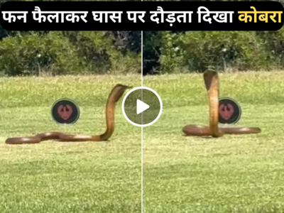 Cobra Ka Video: गोल्फ कोर्स में फन फैलाकर दौड़ते दिखा कोबरा सांप, वायरल वीडियो देखकर लोग दंग रह गए!