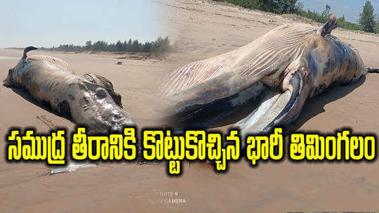dead whale found in sea area in srikakulam district