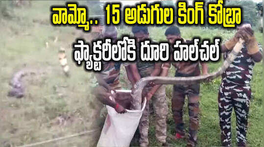 బాబోయ్ కింగ్ కోబ్రా.. ఎంత పెద్దగా ఉంది? గుండె గుబేల్!