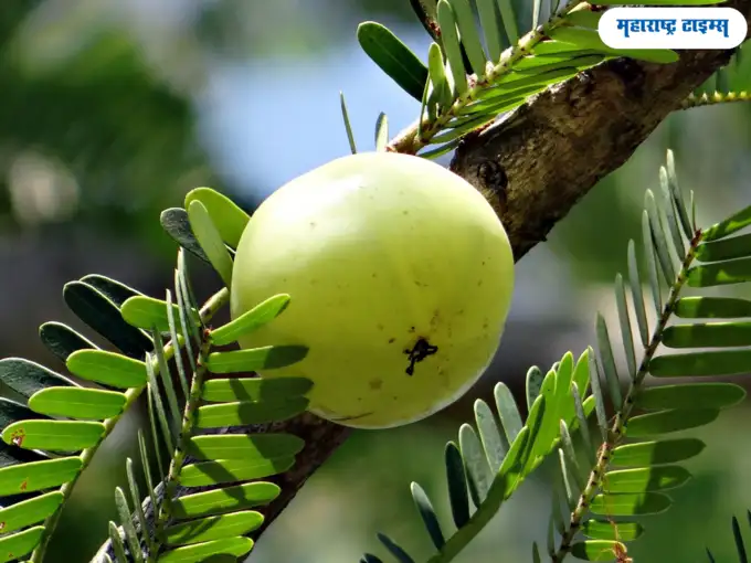 या दिशेला लावा आवळ्याचे झाड