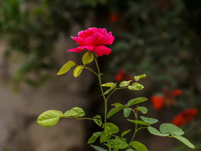 ​ಈ ಸುಗಂಧವನ್ನು ಹನುಮಂತನಿಗೆ ಹಚ್ಚಿ​