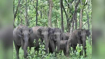 झारखंडः गिरिडीह-धनबाद और जमातड़ा में जंगली हाथियों का तांडव, चार लोगों को कुचल कर मार डाला