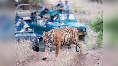Tiger Safari Park: കടുവ ഇനി തൊട്ടടുത്ത്, ഭയമില്ലാതെ കാണാം; സംസ്ഥാനത്തെ ആദ്യ ടൈഗര്‍ സഫാരി പാര്‍ക്ക് ഈ ജില്ലയിൽ