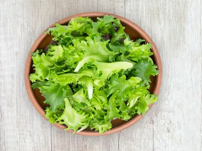 सलाद पत्ता (Lettuce)