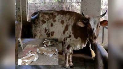 Cow Gave Births to Three Calfs: മൂന്ന് കുഞ്ഞുങ്ങള്‍ക്ക് ജന്മം നല്‍കി അമ്മു നാട്ടിലെ താരം; സുബൈറിനും സബീലയ്ക്കും മൂന്നിരട്ടി ആഹ്ലാദം