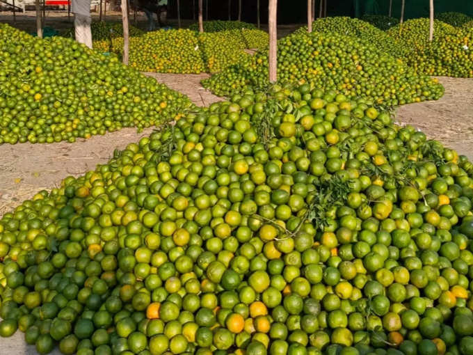 oranges for sale in Nagpur (5)