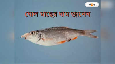 Ghol Fish Price : কলকাতাতেও মেলে, গুজরাটের রাজ্য মাছ ঘোলের দাম আকাশছোঁয়া